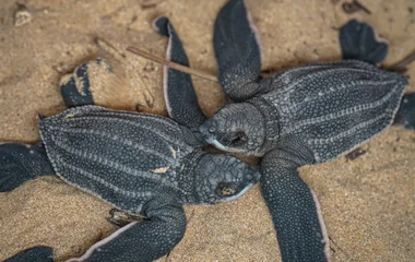 Programa-de-Monitoreo-y-Proteccion-de-Tortugas-ixtapa