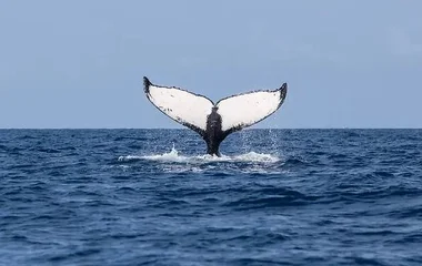 samana whale dominican republic