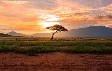 afrique du sud savane paysage