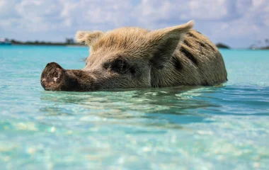 swimming pigs sea