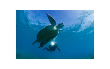 scuba diving with sea turtles