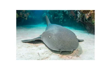 nurse shark wildlife sea creatures scuba diving excursions