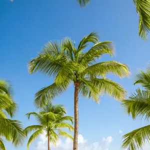 tarifa-no-reembolsable-club-med