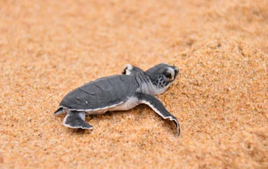 Club Med Turtle sanctuary