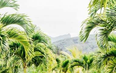 Palm tree forest