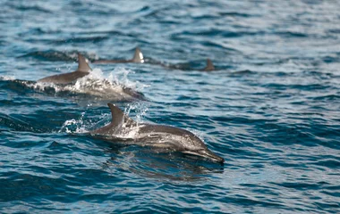 dolphins at sea