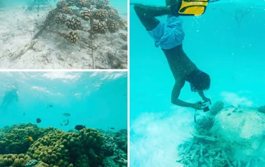 Collage of coral propagation program
