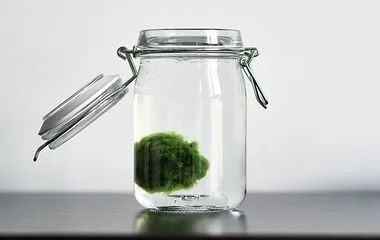 สาหร่ายมาริโมะ