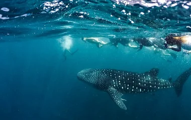 ดำน้ำมัลดีฟ