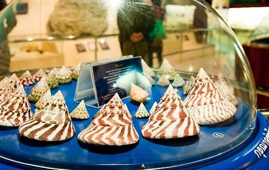 พิพิธภัณฑ์เปลือกหอยภูเก็ต