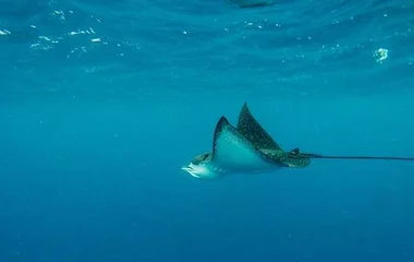 Manta Point, club med