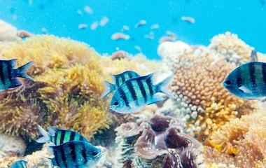 Nassimo Thila, club med