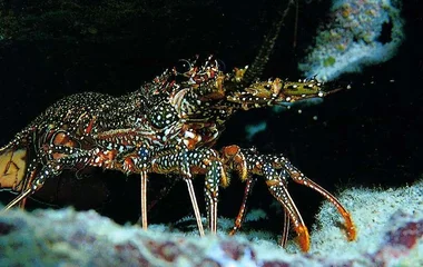 ดำน้ำเกาะสิมิลัน ภูเก็ต