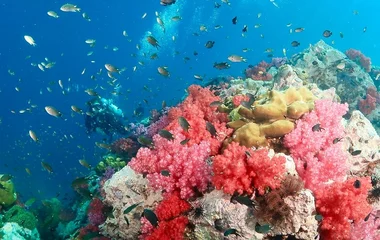 Shark Point, club med scuba diving