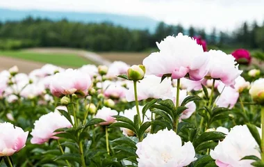 ฮอกไกโด ฟาร์มโทมิตะ