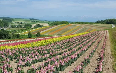 ทุ่งลาเวนเดอร์ ฮิโนะเดะโคเอน