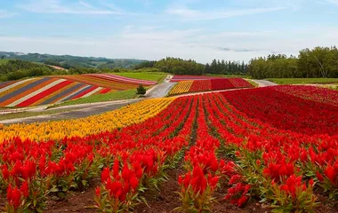 ทุ่งลาเวนเดอร์ มิยามะ