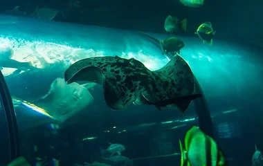 Aquaria Phuket, Central Floresta Phuket Town