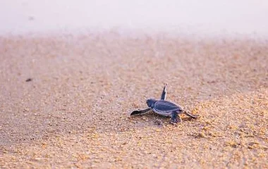 Visit the Mai Khao Marine Turtle Foundation