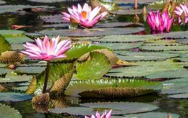 Ma Doo Bua Cafe ภูเก็ต