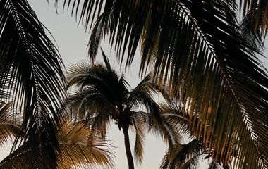 Palm trees in Cancun
