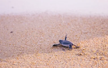 Turtle watching at Club Med Cherating Malaysia
