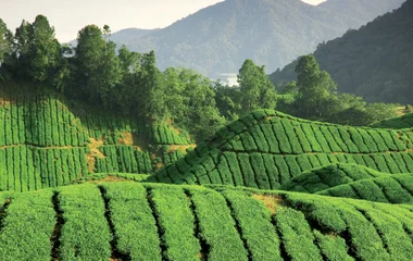 Tea Plantation in Malaysia