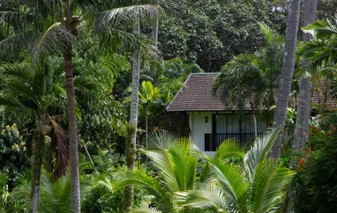 beautiful jungle in phuket