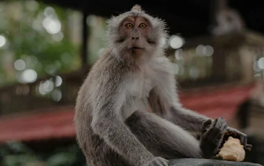 nature, monkey forest