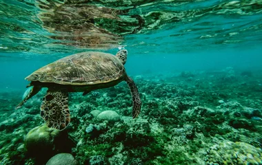 turtle in the sea