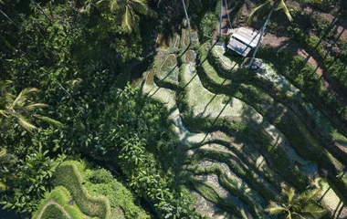 Tegallalang rice terrace in ubud
