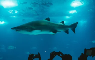 Aquarium in Osaka