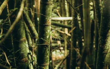 Bamboo forest in Japan