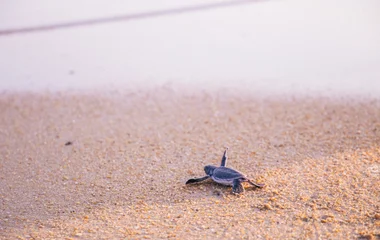 Visit the Mai Khao Marine Turtle Foundation