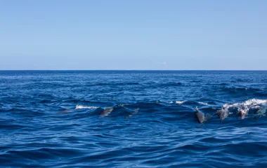 A beach with turquoise water and palm trees