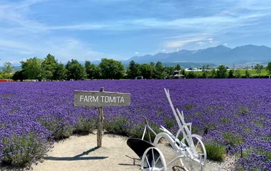 furano lavender field