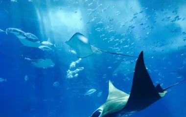 aquarium in phuket, thailand