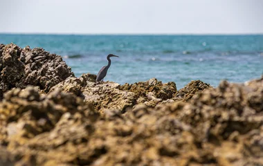 bird on rocks in thailand