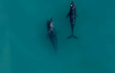 whales in thailand
