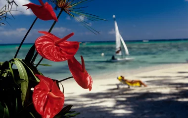 Strände im Norden von Mauritius