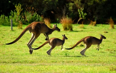 Circuit Découverte Club Med en Australie