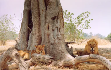 Circuits Découverte Club Med au Botswana