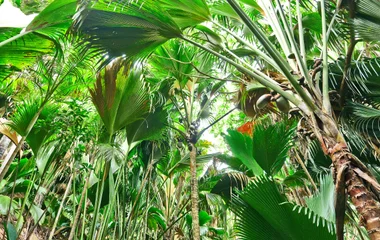 Circuits Découverte Club Med aux Seychelles