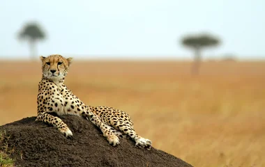 Circuits Découverte Club Med au Kenya