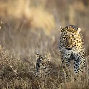 Circuits en Afrique du Sud