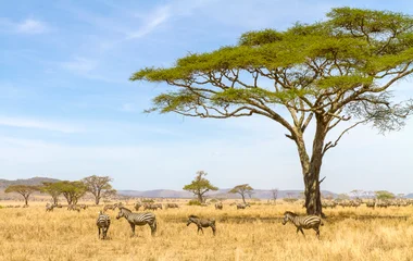 Les parcs naturels de la Tanzanie représentent 30% du territoire