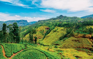 Plan des plantations panorama Sri Lanka
