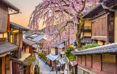 cerisier fleur japon