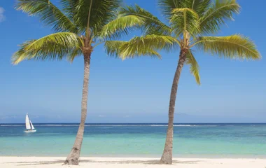 plage palmier ile maurice