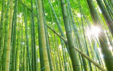 Bambouseraie d'Arashiyama